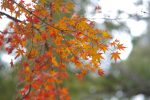 透かし紅葉 – Maple leaves