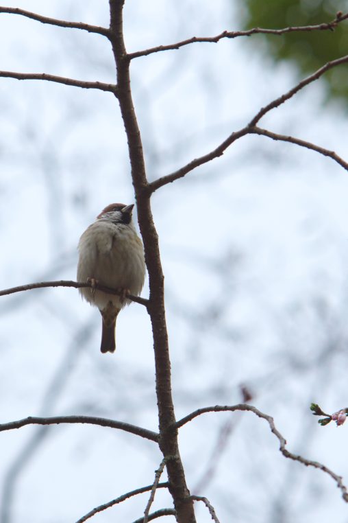 遠くを見る鳥 – Sparrow