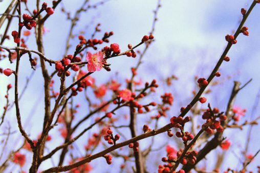 綻ぶ紅梅 – Red plums bloom