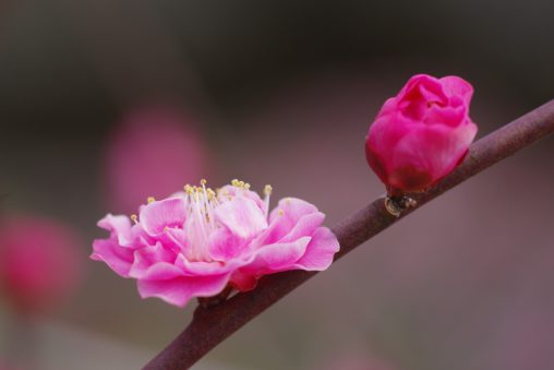 八重寒梅 – Plum ‘Winter double-flower’