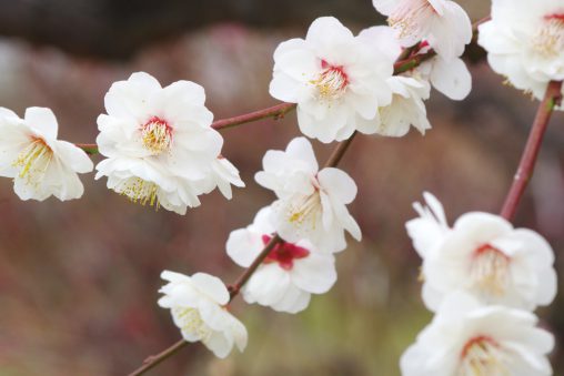 八重海棠 – Plum ‘Yae kaido’