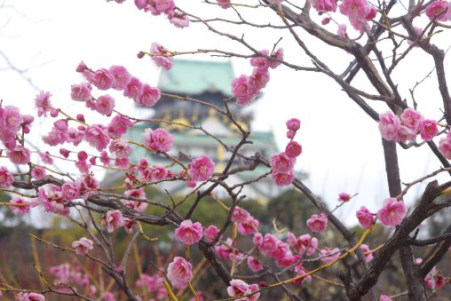 大阪城と八重の梅 – Double plum blossoms with Osaka-jo castle
