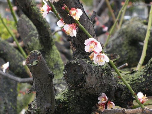 梅の終わり – Last plum blossom
