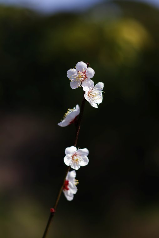 一枝 – White Plum flower