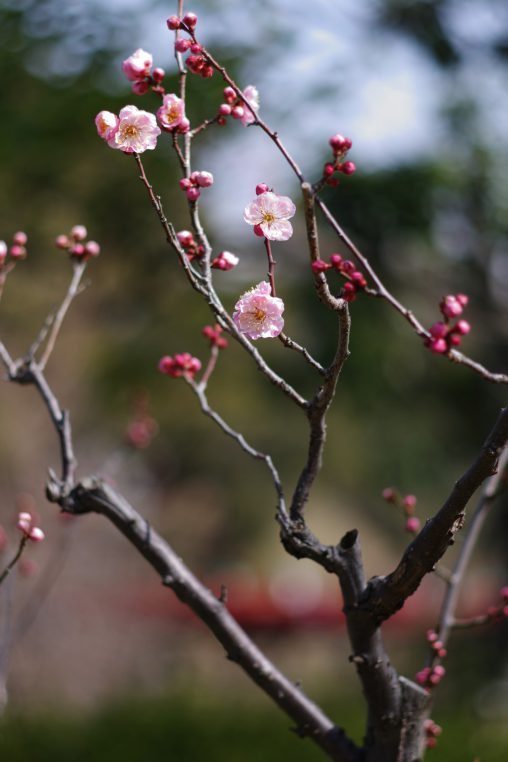 咲き始め – Pink Plum flower