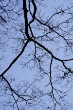 冬の枝 – Winter tree