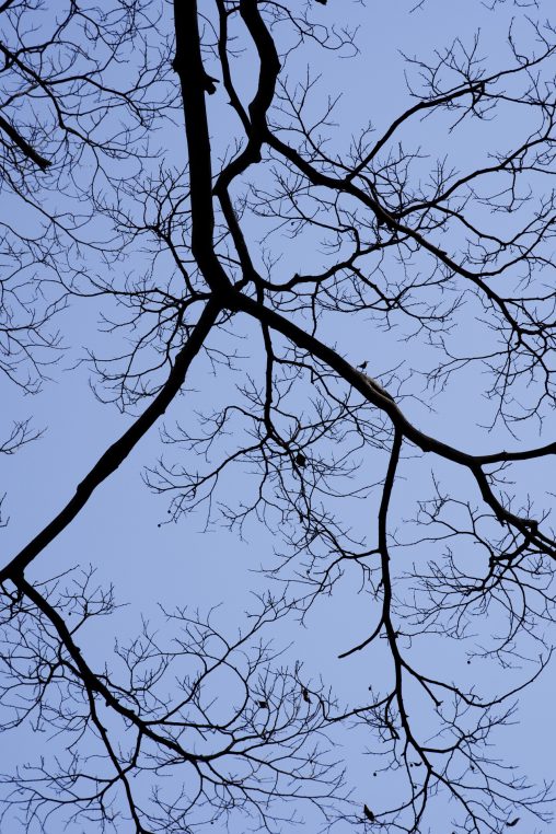 冬の枝 – Winter tree