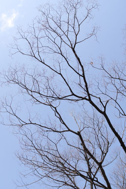 葉を落とした冬の裸木の枝先の先 – Tips of tree
