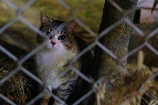 フェンス越しの美猫 – Cat through a fence