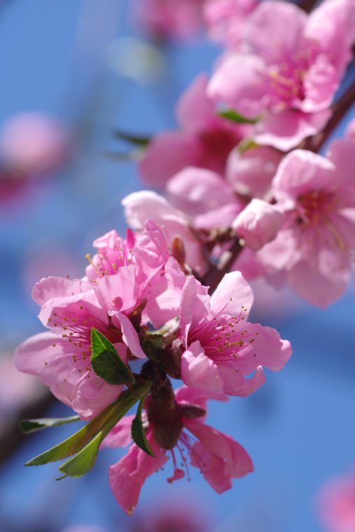 モモ – Peach blossoms