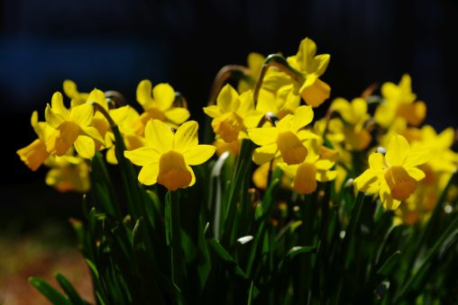ラッパスイセン – Wild daffodil