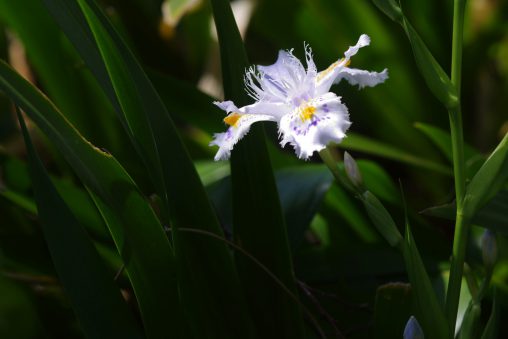 シャガ – Iris japonica