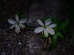 タマスダレ – White rain lily