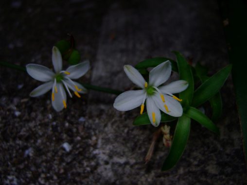 タマスダレ – White rain lily