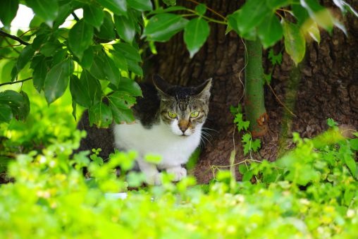 猫の森 – Forest of cats