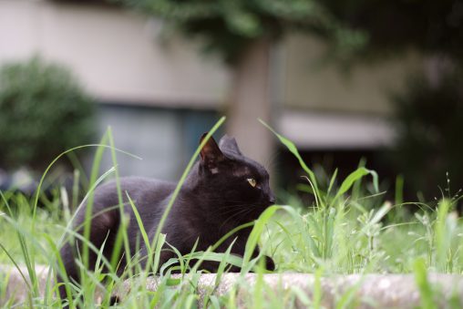 黒猫 – Black Cat