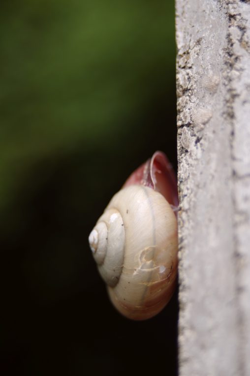 かたつむり(3枚) – Snails